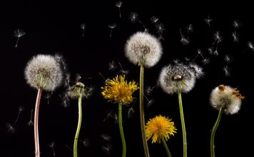 Woher kommt der Pustekuchen? Woher kommt der Pustekuchen. Quelle: pixabay.de