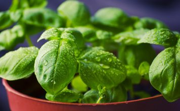 Basilikum richtig pflegen Basilikum ist eines der beliebtesten Küchenkräuter. Bildquelle: Pixabay.com