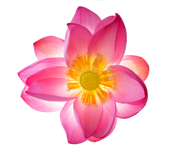 Blumensträuße trocknen – so klappt's! Quelle: istock/pink lotus flower isolated on white