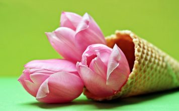 Frisch in den Frühling Der Frühling beginnt heute. Bringen Sie Ihren Körper zurück ins Gleichgewicht! Bildquelle: Pixabay.de