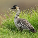 “Nene” eine fast vom Aussterben bedrohte Gänseart auf Hawaii. Bildquelle: Shutterstock.com