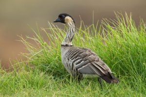 "Nene" eine fast vom Aussterben bedrohte Gänseart auf Hawaii. Bildquelle: Shutterstock.com