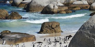 Magischer Ort: Kap der Guten Hoffnung Pinguine am Kap der Guten Hoffnung. Bildquelle: Shutterstock.com