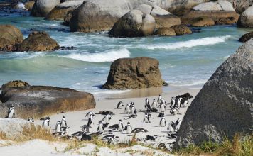 Magischer Ort: Kap der Guten Hoffnung Pinguine am Kap der Guten Hoffnung. Bildquelle: Shutterstock.com