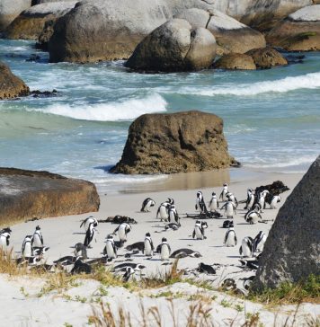 Magischer Ort: Kap der Guten Hoffnung Pinguine am Kap der Guten Hoffnung. Bildquelle: Shutterstock.com