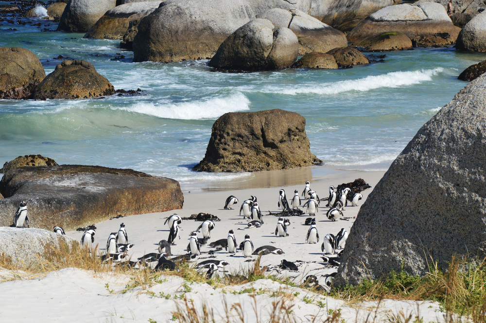 Pinguine am Kap der Guten Hoffnung. Bildquelle: Shutterstock.com