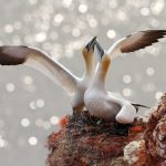 Viele besondere Vogelarten brüten ihre Küken auf Helgoland aus. Bildquelle: Shutterstock.com