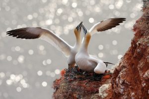 Viele besondere Vogelarten brüten ihre Küken auf Helgoland aus. Bildquelle: Shutterstock.com