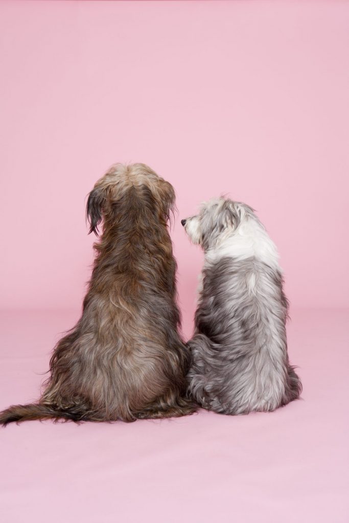 Viele Hundehalter engagieren Bine Bellmann mittlerweile um ihre vierbeinigen Lieblinge zu fotografieren. Bildquelle: Bine Bellmann