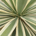 agave-cactus-468841_1920