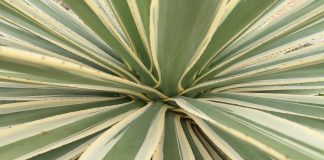 Zucker mal anders: Agavendicksaft Der Agavendicksaft wird aus dem Fruchtfleisch der Agave hergestellt. Quelle: pixabay.de