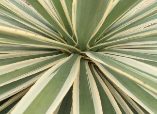 Zucker mal anders: Agavendicksaft Der Agavendicksaft wird aus dem Fruchtfleisch der Agave hergestellt. Quelle: pixabay.de