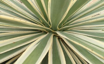 Zucker mal anders: Agavendicksaft Der Agavendicksaft wird aus dem Fruchtfleisch der Agave hergestellt. Quelle: pixabay.de