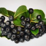 aronia-1589974_1920