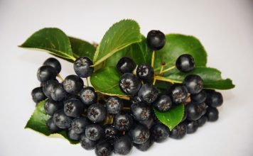Aroniasaft – immer populärer Die Aronia kommt ursprünglich aus Nordamerika, wir jedoch als Aroniasaft auch bei uns immer beliebter. Quelle: pixabay.de