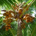 coconuts-892580_1280