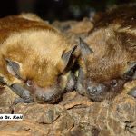 fledermausrehab Betty und Lucy 2