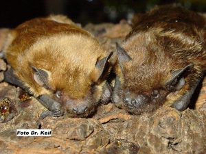 Teilweise werden auch Mutter-Kind-Gespanne eingeliefert, wie Betty und Tochter Lucy. Bildquelle: BUND