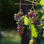 grapes-1659118_1920