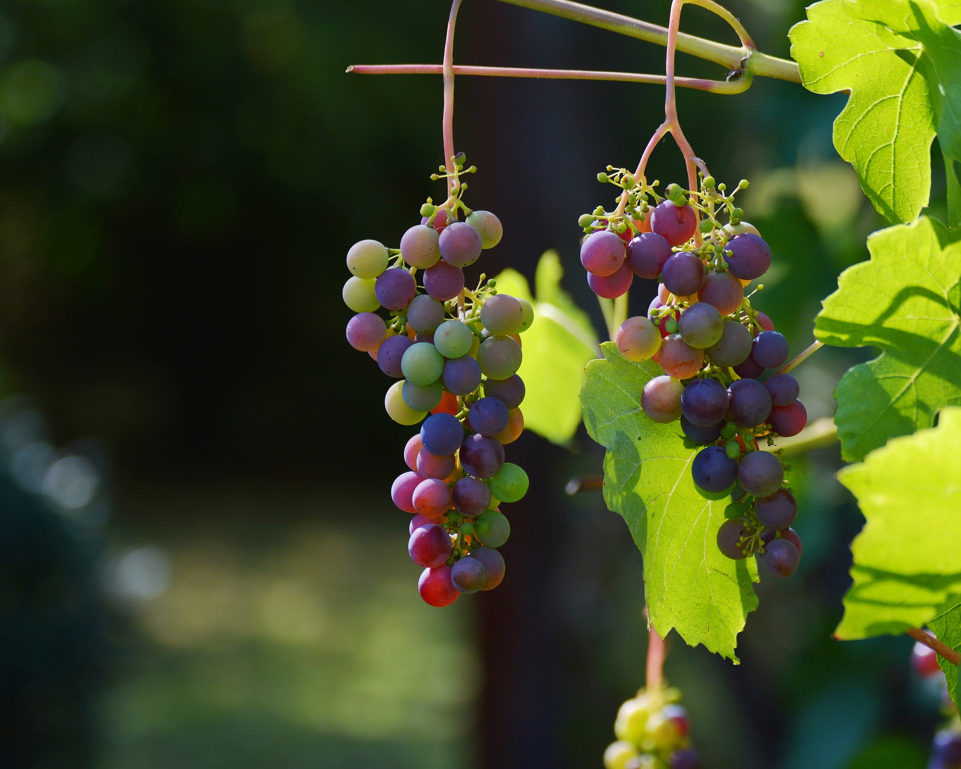 Wein verbindet man nicht unbedingt mit dem Urlaubsland Kroatien. Doch der Anbau hat hier eine lange Tradition. Bildquelle: pixabay.de