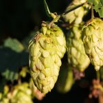 hops-1710240_1920