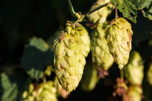 Hopfen, Malz und Hefe. Die alten Sumerer waren die ersten die lernten wie man aus diesen drei Zutaten Bier braut. Bildquelle: pixabay.de