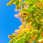 horse-chestnut-tree-164871