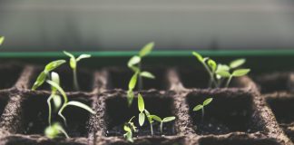 Urban Gardening – Der grüne Trend Ein grüner Trend macht sich in Deutschland breit: Urban Gardening. Bildquelle: pixabay.de