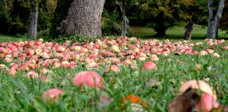 Mundraub – Obst von draußen einfach finden! Das Ziel hinter Mundraub ist weniger Obst verderben zu lassen. Bildquelle: mundraub.org