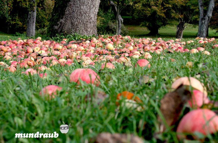Mundraub – Obst von draußen einfach finden! Das Ziel hinter Mundraub ist weniger Obst verderben zu lassen. Bildquelle: mundraub.org
