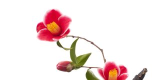 Ikebana – Japanische Blumenarrangements Ikebana – so nennt man die japanische Kunst des Blumen arrangierens. Bildquelle: shutterstock.com