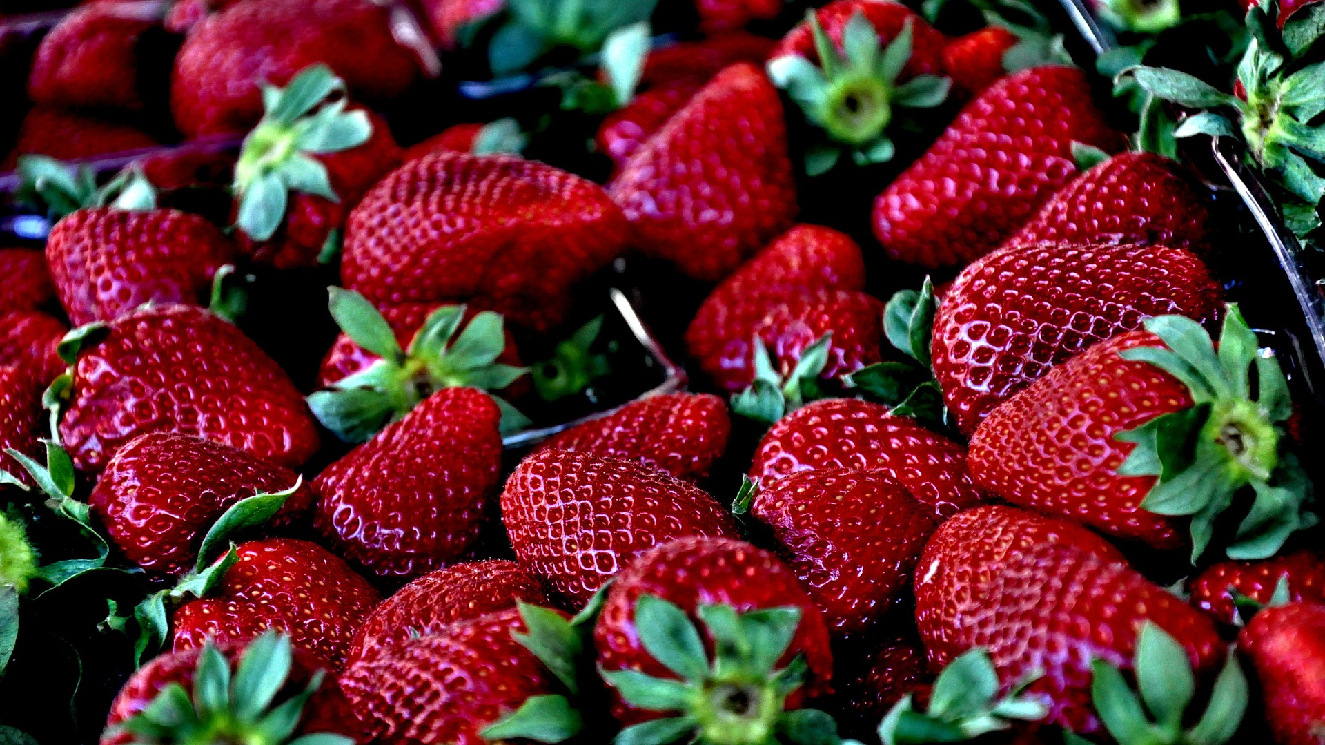 Von Mai bis Juni kann man die Erdbeere direkt frisch vom Feld essen. Quelle: pixabay.de