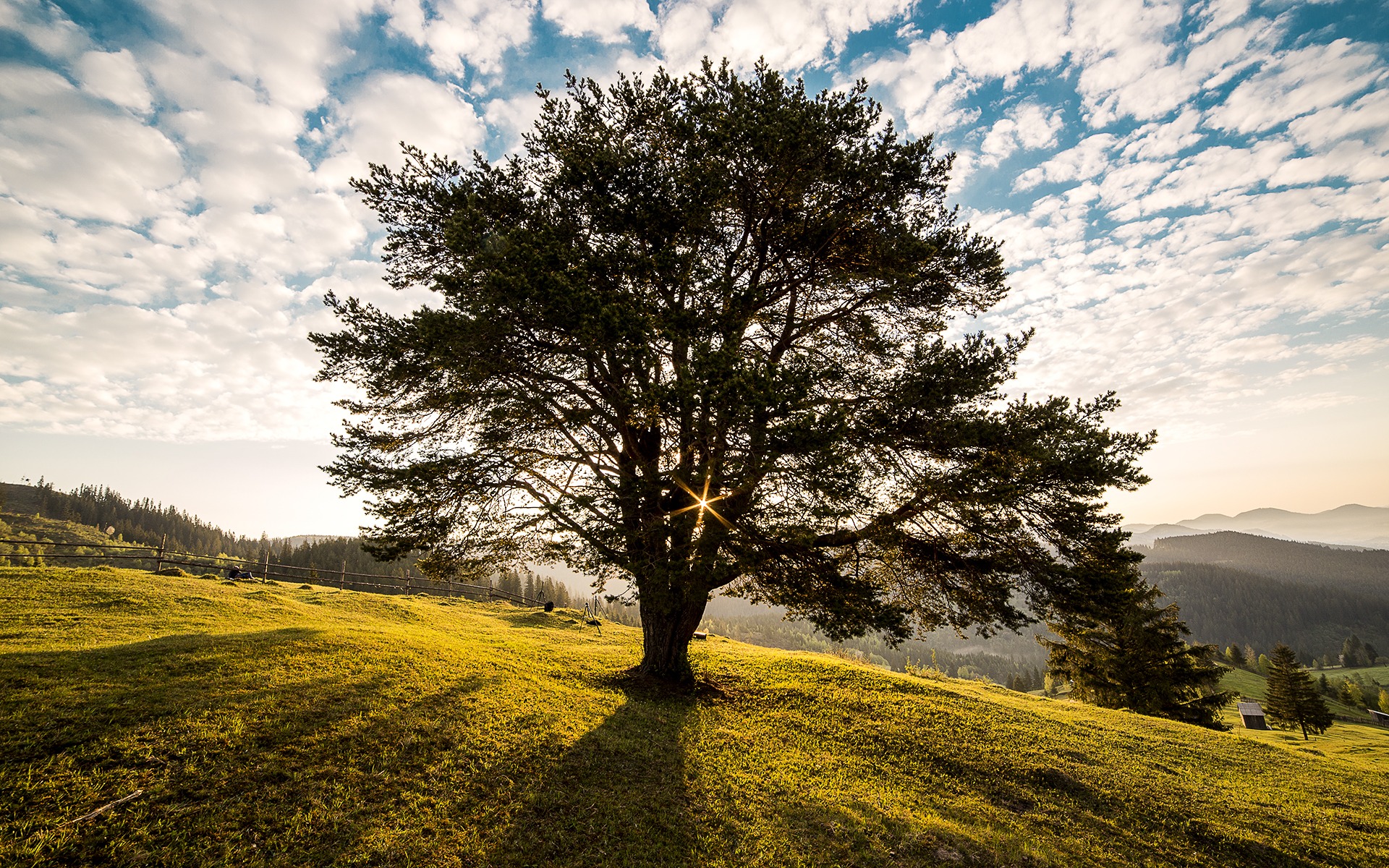 Am Tag des Baumes am 25. April werden Deutschland weit neue Bäume gepflanzt. Quelle: pixabay.de