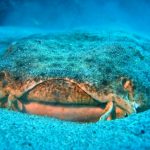 Engelhaie sind vor allem vor den Kanarischen Inseln zu finden. Bildquelle: Jandia Divers