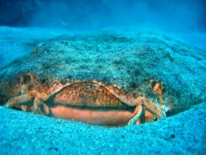 Engelhaie sind vor allem vor den Kanarischen Inseln zu finden. Bildquelle: Jandia Divers