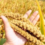Hirse ist frei von Gluten und besonders reich an Eisen und Vitamin B6. Bildquelle: Shutterstock.com