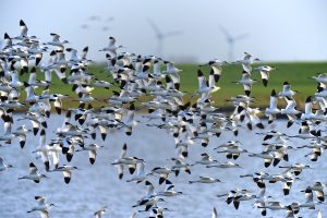 Die Insel Trischen ist unbewohnt und gehört allein den Zugvögeln. Bildquelle: Pixabay.de