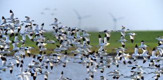 Vogelparadies Trischen Die Insel Trischen ist unbewohnt und gehört allein den Zugvögeln. Bildquelle: Pixabay.de