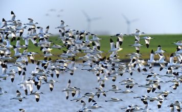 Vogelparadies Trischen Die Insel Trischen ist unbewohnt und gehört allein den Zugvögeln. Bildquelle: Pixabay.de