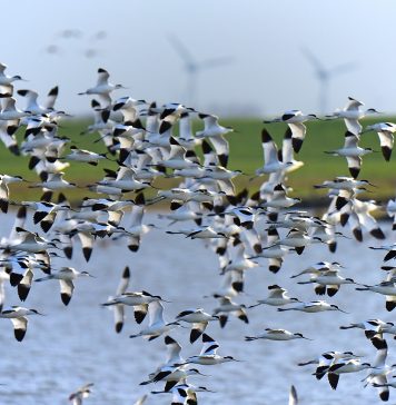 Vogelparadies Trischen Die Insel Trischen ist unbewohnt und gehört allein den Zugvögeln. Bildquelle: Pixabay.de
