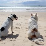 dog-648170_1280
