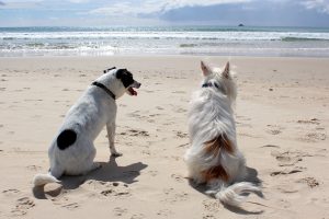 Viele der Hundehotels bieten ein umfangreiches Programm für Tier und Herrchen, denn auch Hunde brauchen mal Urlaub. Bildquelle: pixabay.de