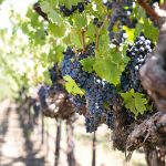grapes-1952073_1920