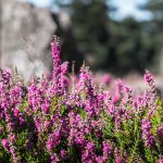 heather-1659200_1280