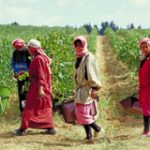 libanon innen9