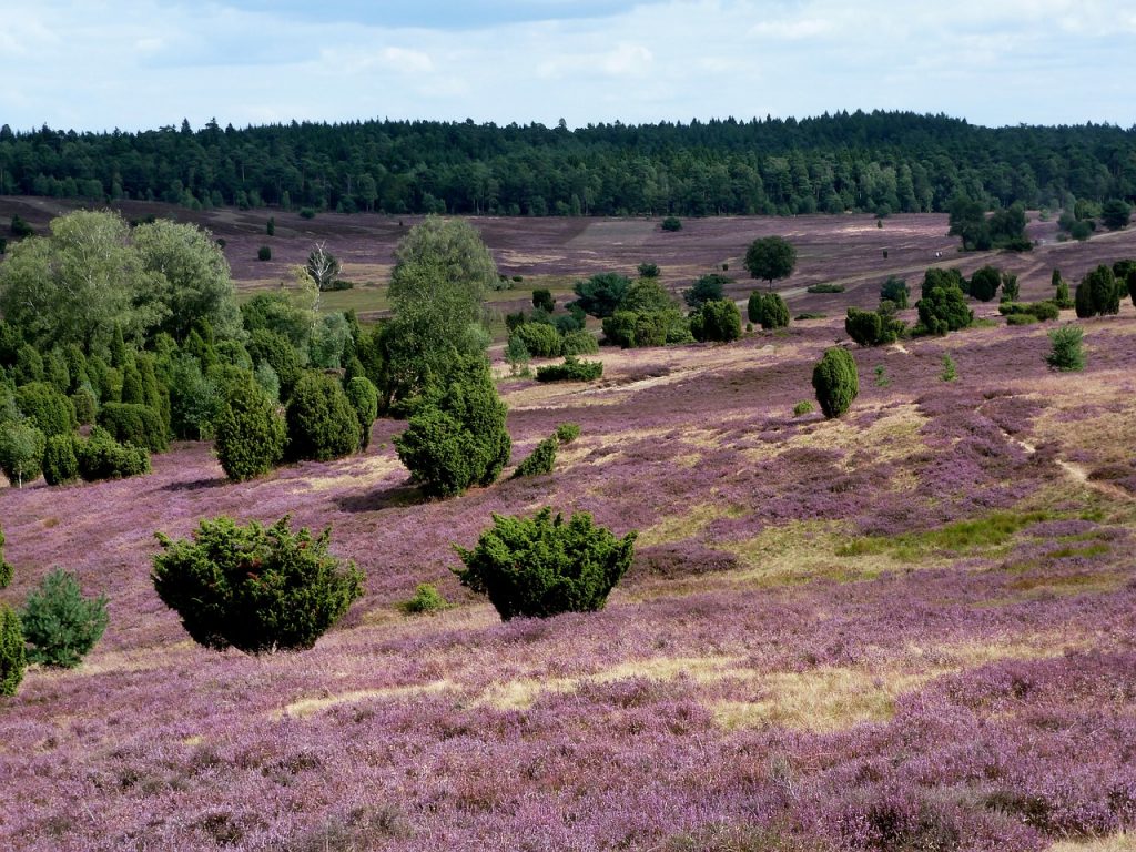 Die Lüneburger Heide zeigt sich wieder von ihrer schönsten Seite! Bildquelle: pixabay.de
