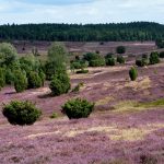 luneburg-heath-346163_1280