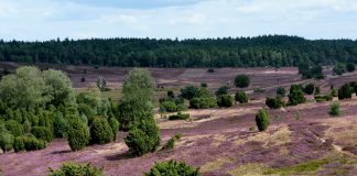 Die Lüneburger Heide blüht Die Lüneburger Heide zeigt sich wieder von ihrer schönsten Seite! Bildquelle: pixabay.de