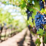 purple-grapes-553463_1280