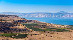 Der Weinanbau hat in Israel eine lange Tradition. Bildquelle: shutterstock.com